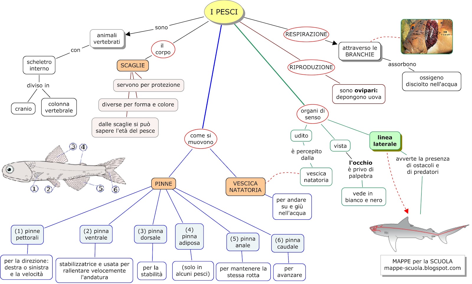 Mappa Concettuali Pesci Materiale Per Scuola Media Materia Scienze
