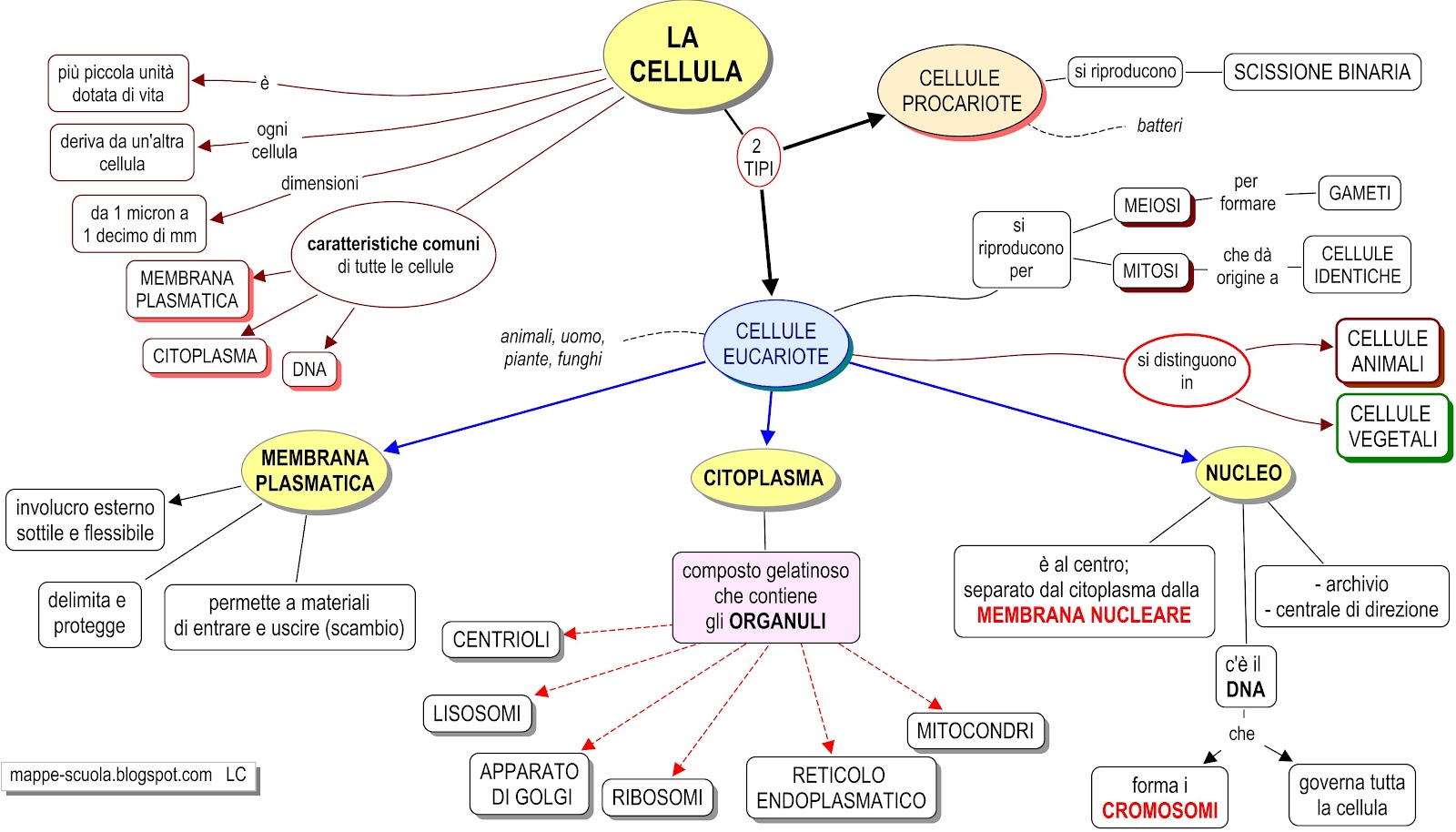 Mappa Concettuale Cellula Materiale Per Scuola Media Materia Scienze