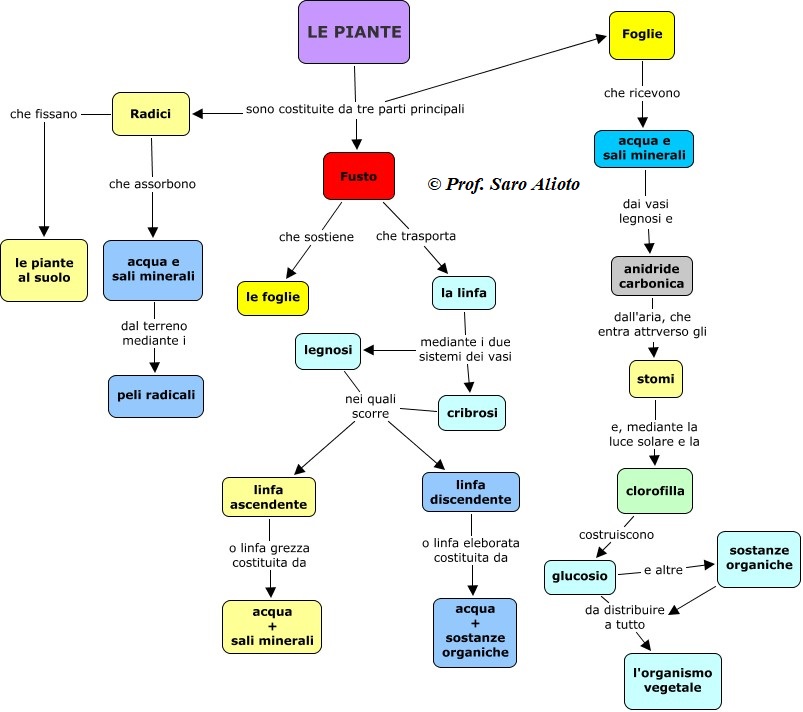 Mappa Sulle Piante Mappa Concettuale Per Scienze Scuola Media